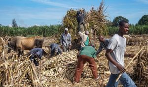 haiti sugar